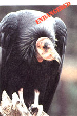 The last wild California condor was taken into captivity on Easter Sunday 1987.